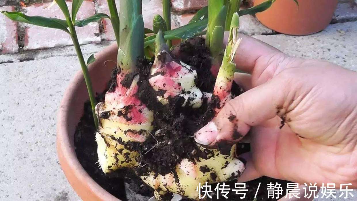 养殖|冬天怎能缺的了“它”，扔在水里还能发芽，几月就能长成老桩