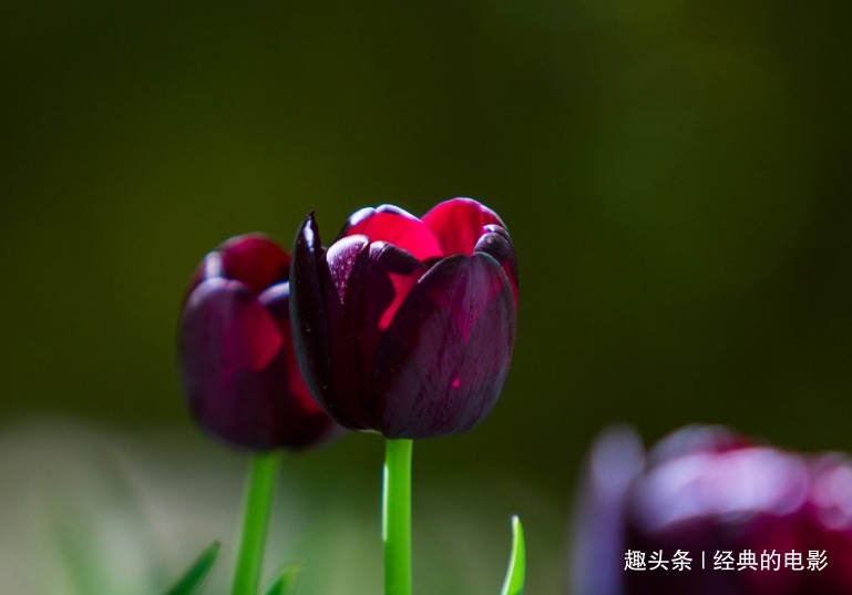 此花被视为稀世珍宝，身价百倍引人狂热追求，是神秘与死亡的象征
