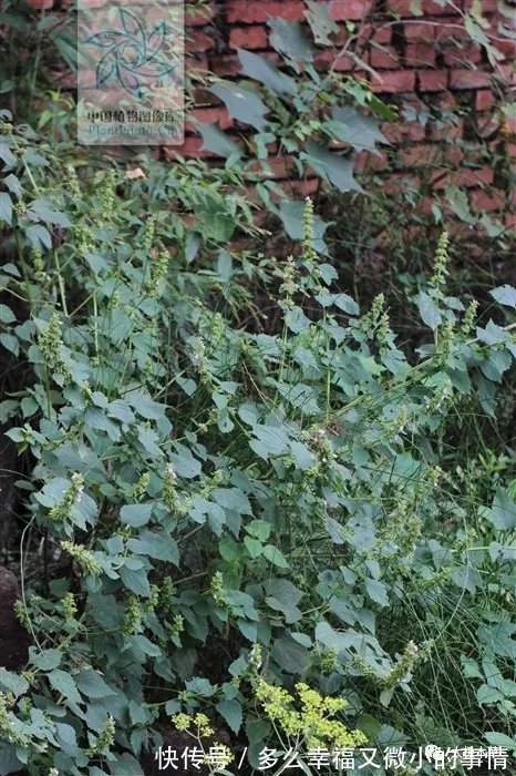 风草|防风草,祛风湿。能治中风口眼歪斜、风湿痹痛