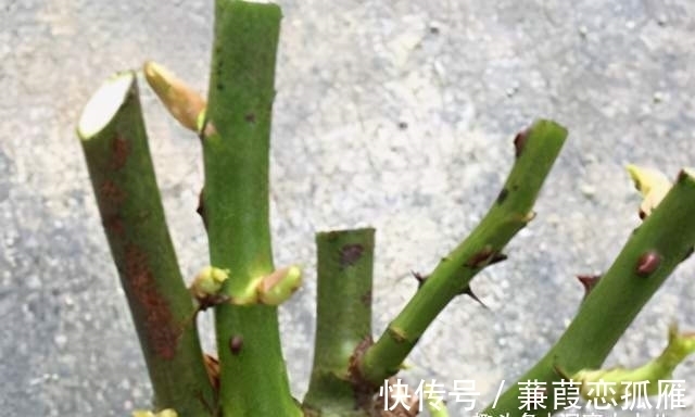 月季入冬不耐冻,不妨“虐”着养,催出新苞冒侧芽,绽放层叠群花