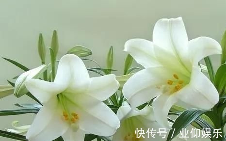 食物|''奔五''的女人别太节俭,7种食物应多吃,或可预防雌激素减少