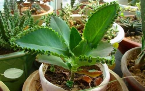 这5种多肉很难养死，适合新手养