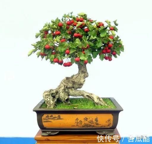 植物体|玩好盆景不容易，玩死它却是手到擒来