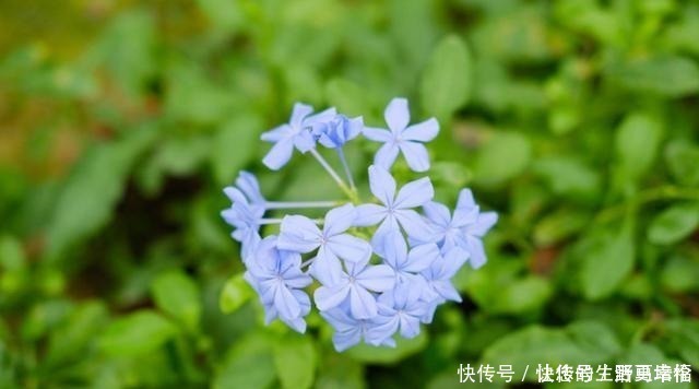 花友们|这4类花不能喷水,喷了就烂,快停手!这4类花不能喷水,喷了就烂,快停手!