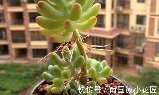 多肉|夏秋雨水多，多肉盆栽总长胡须，难道是要挂了的信号？