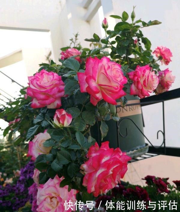 他痴迷养花,露台养了100多盆花,盆盆美爆,惊艳全小区!