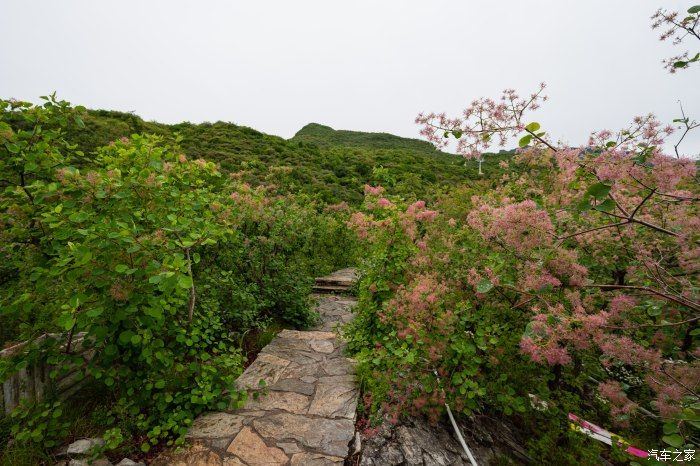 粉红|【郊野行摄】春风拂面，黄栌花开---雨中游京西幽岚山