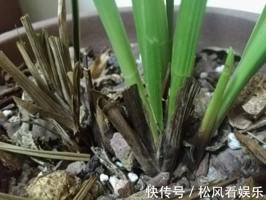 养兰花要注意秋老虎，一不小心根部就发黑，发黑原因和解决方法