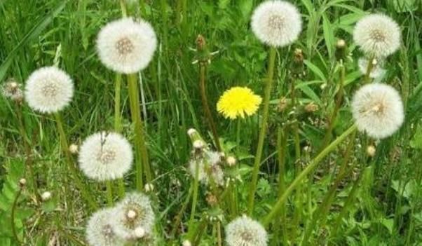 柠檬蜂蜜|蒲公英被称为“神仙草”,泡水喝却有3大禁忌,喝错反而伤身体