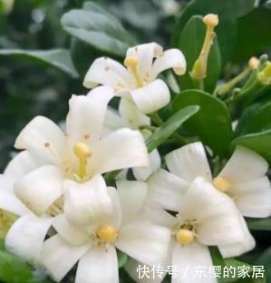 不要在家里错过这朵花花香闻起来比桂花好，容易生长好养护