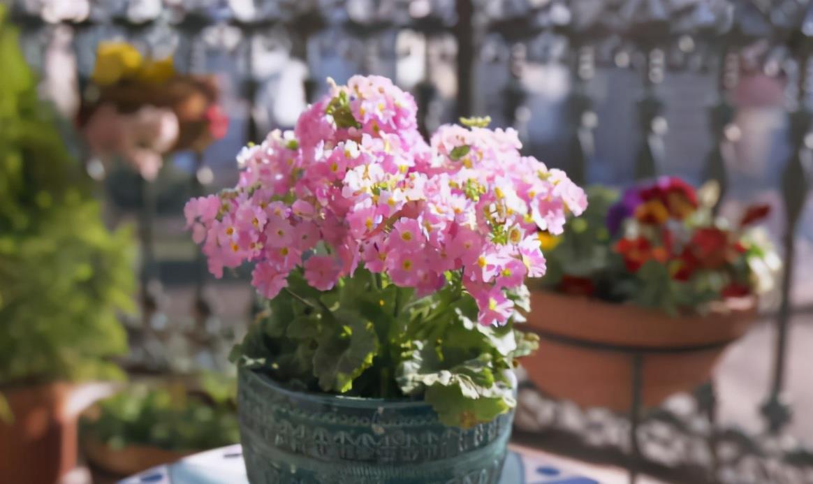 家有“3样废物”养花不用买肥料,知道为什么、该怎么用吗?