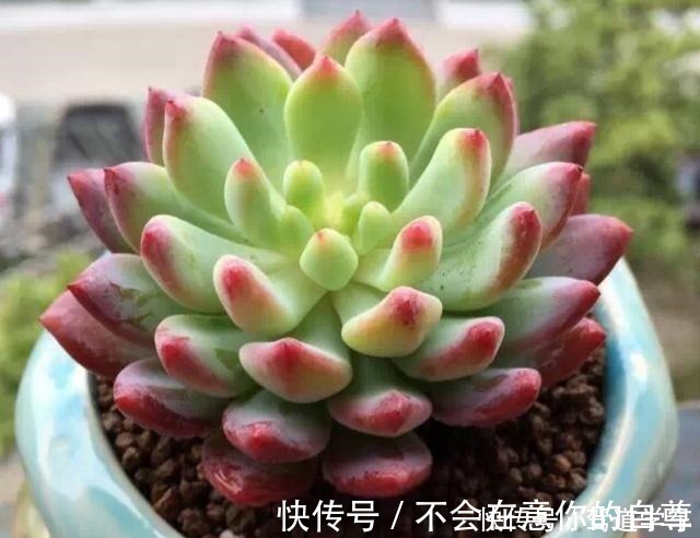 多肉|多肉用土要谨慎,用了“铺面石”养一盆死一盆,想过夏赶紧换土!