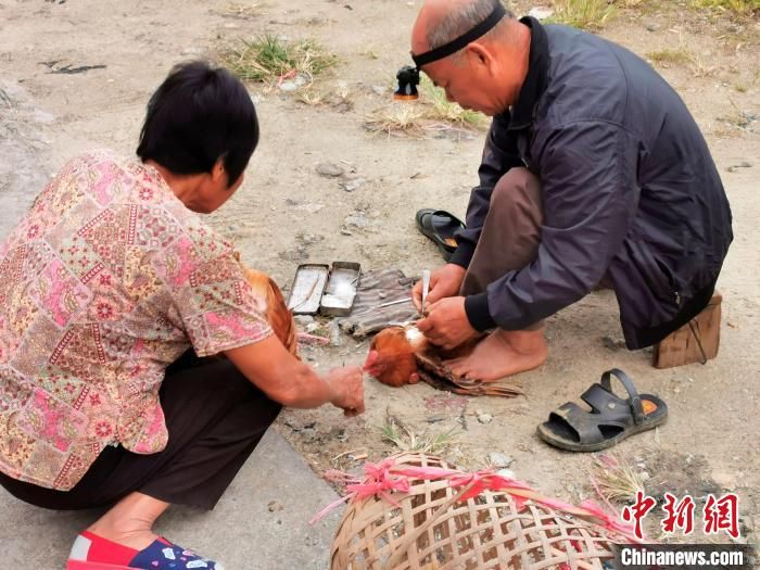 美味|广东侨乡台山“阉鸡”造就家常美味