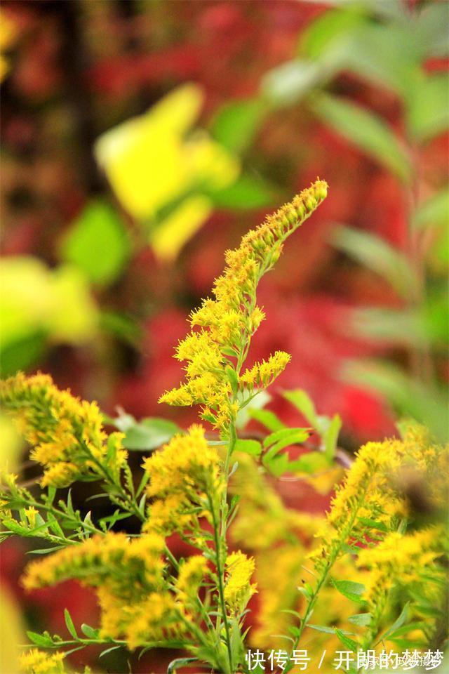外来物种入侵济南！“加拿大一枝黄花”现身平阴河边