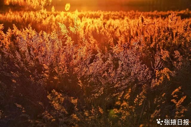 湿地|暖阳、湿地、芦苇荡……，恍然一幅画境