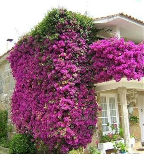 盆景|三角梅养成盆景又美又飒，爬成花墙热情浪漫，爆花成球秘诀在这