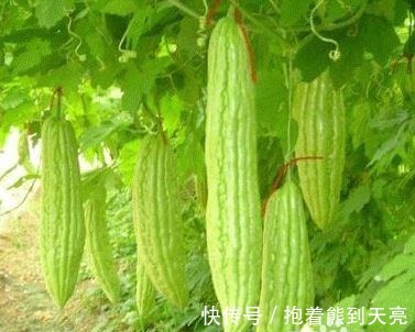 南瓜|可以杀死癌细胞的蔬菜