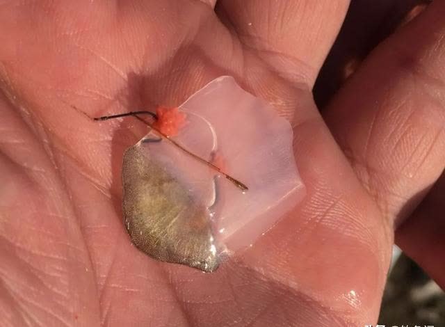 钓鲫鱼却总遇到鲤鱼？春季野钓这样搭配线组，才能大小兼收