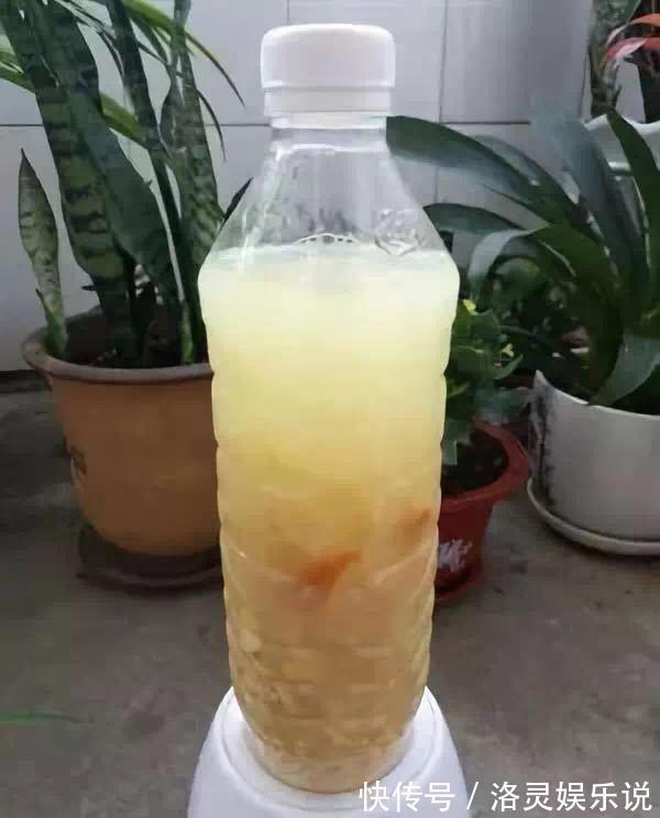 橘子皮|黄豆肥有“臭味”,试着加1种“小东西”,养花好用,肥效充足!