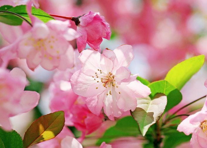 四种花常年开花易爆盆,被称为花卉界的劳模,开花漂亮一年不停