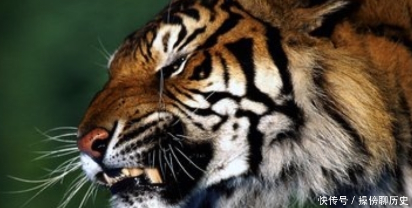 老虎|“不怕虎狼当面坐,只怕人前两面刀”,是什么比老虎还可怕