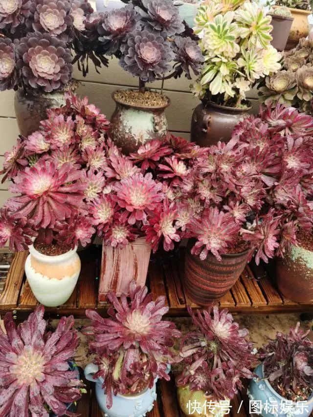 遇见,是一生!遇见多肉,是我的余生和全部!