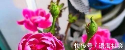 4款艳美的花卉，便宜又好养，花色鲜艳，适合种在庭院观赏