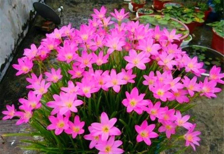 四季|1种花比绿萝好养,比月季娇艳,香味浓郁开花多,1年四季开花不断