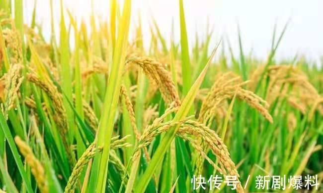 郑玉玲|白露诗词:人间最美是白露,祝君岁岁长安康