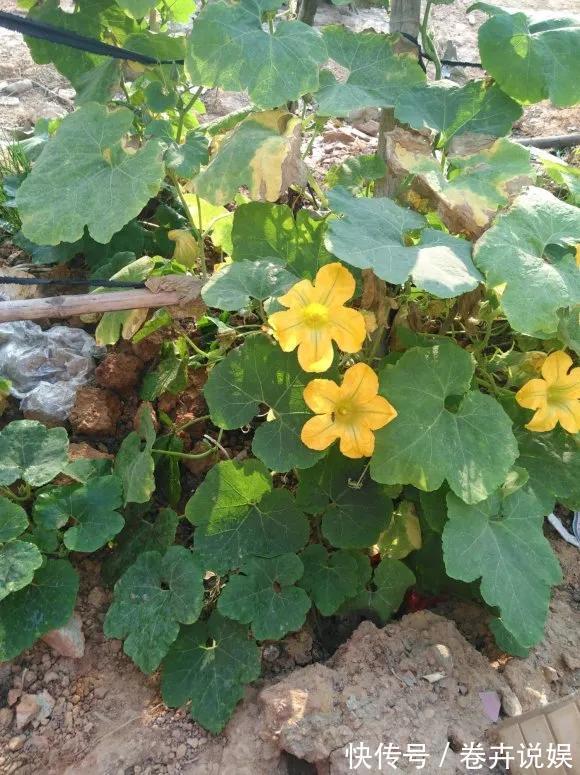 南瓜花|农村的4种花，味道比“鸡肉”香，煎炒煮汤，是一道美味！