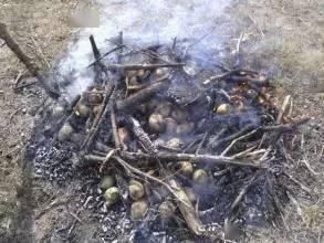 五谷|天地生五谷:土豆兄弟