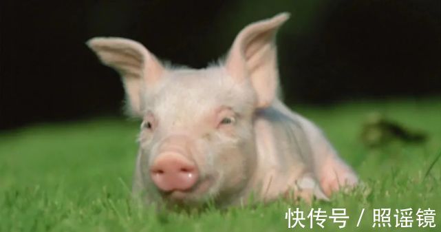 饱和脂肪|猪肝有毒不能吃?实属谣言