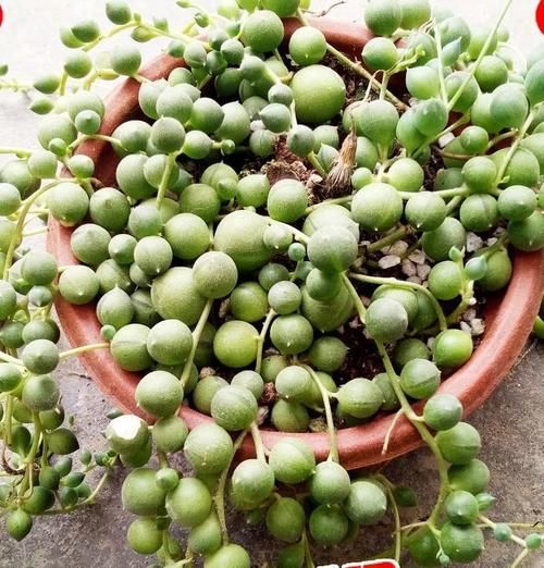 多肉“佛珠”这样养，圆鼓鼓很可爱，几个月挤满花盆