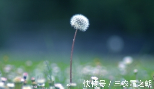 曲曲菜|长得像蒲公英的一种野菜,只吃叶子不拔根,很多人都不知情而已