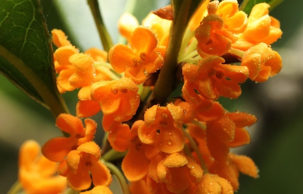 此花是我国的传统名花，以香气所闻名，在我国有着很重要的地位