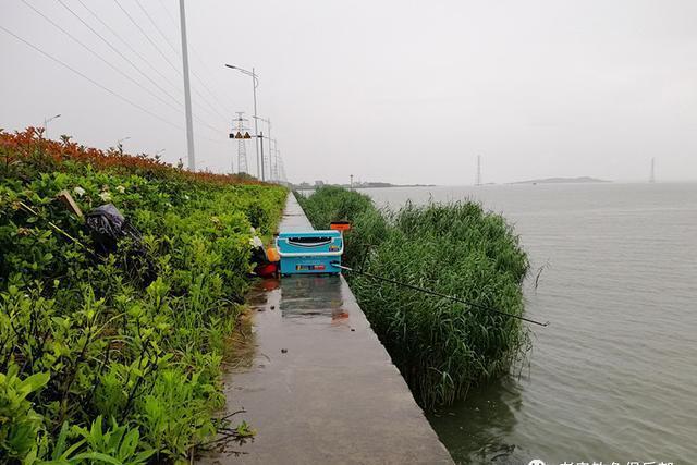 大坝|三心二意,不料雨中钓大鲤