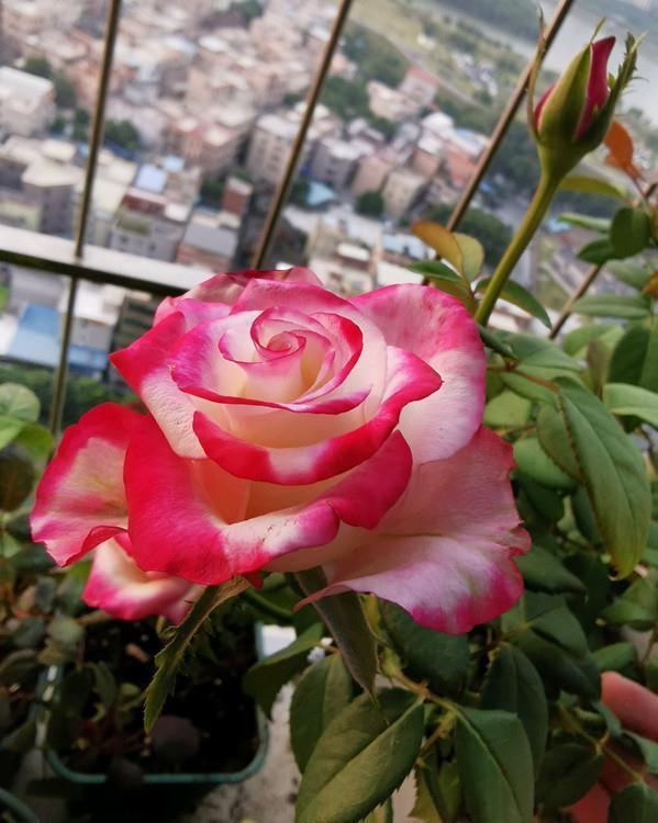 春天里|7种月季,不怕酷夏,30度也开得美,一开上百天,值得入手的品种