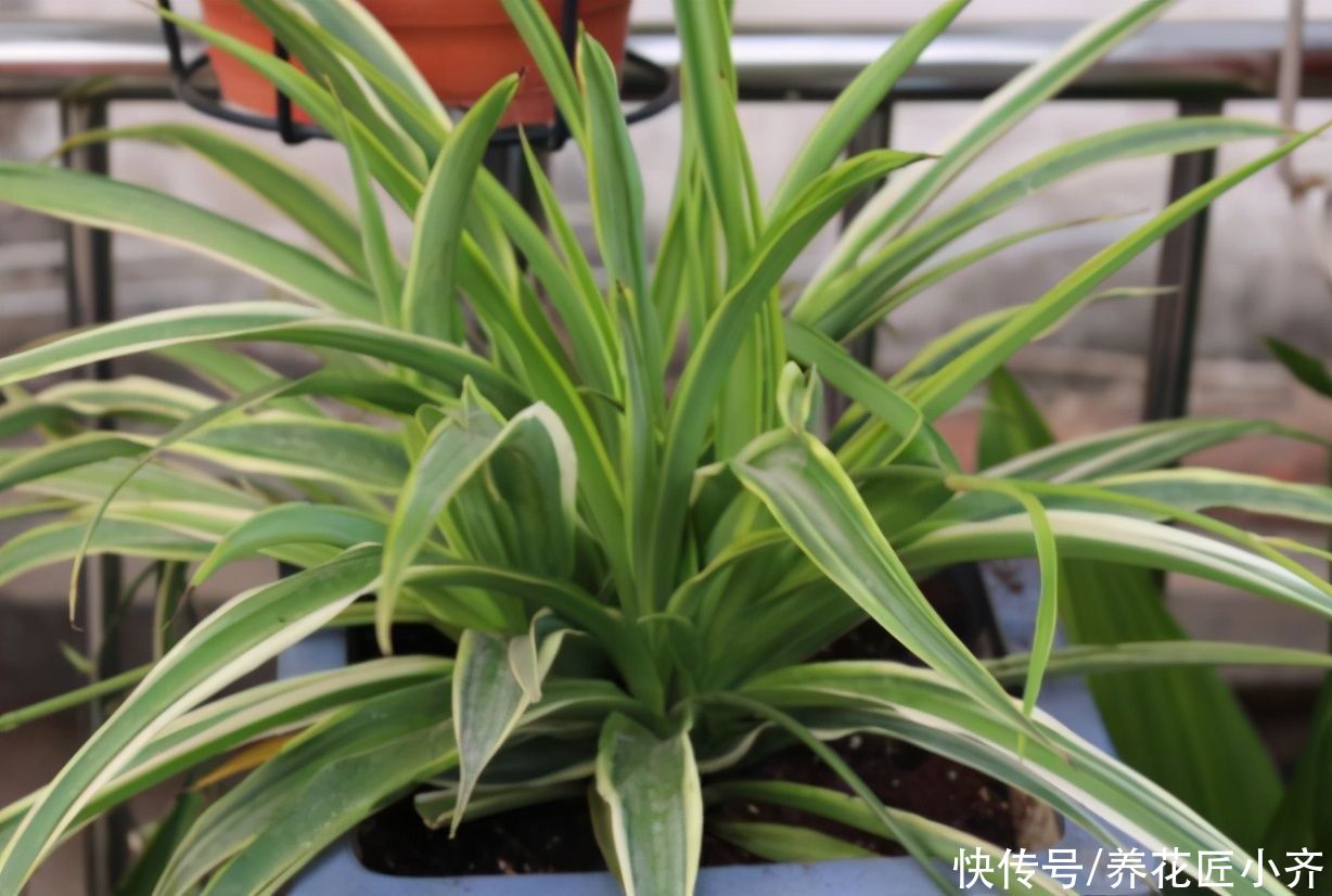 养花总是烂根？不仅要少浇水，还要做好这4点