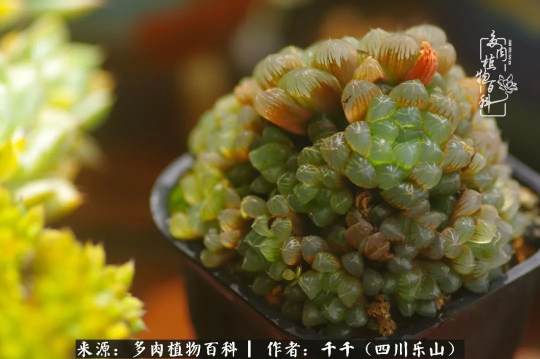 夏天日晒雨淋,秋老虎来势汹汹,你的多肉准备好逆袭了吗