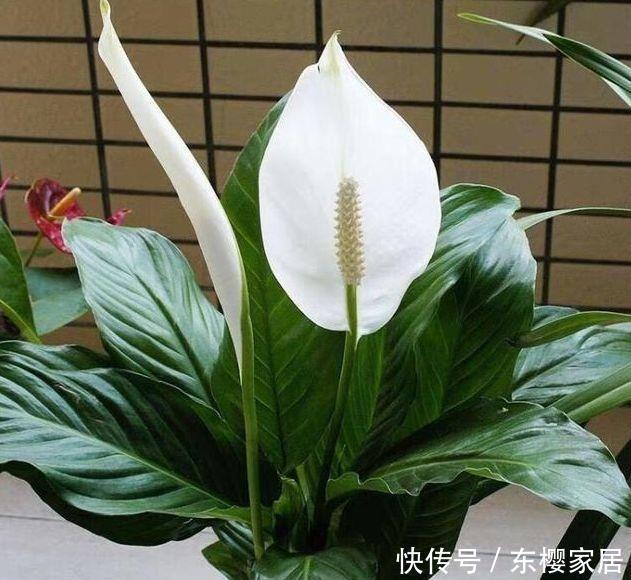 4种花很适合阳台养,花香四溢,花朵烂漫迷人