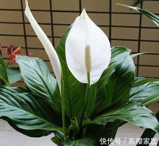 4种花很适合阳台养，花香四溢，花朵烂漫迷人