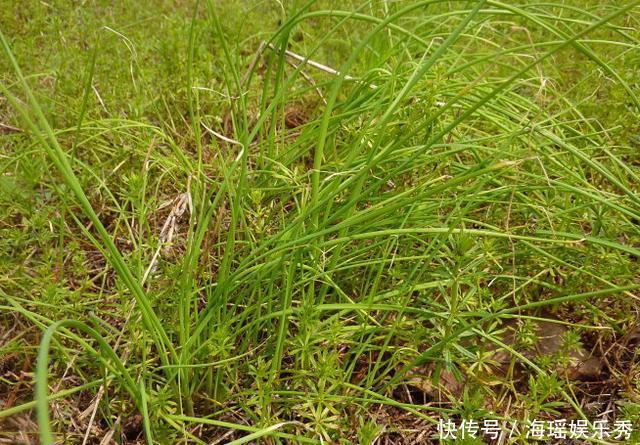成片|长得像小葱,春季的野外成片生长,用来炒蛋简直太好吃了
