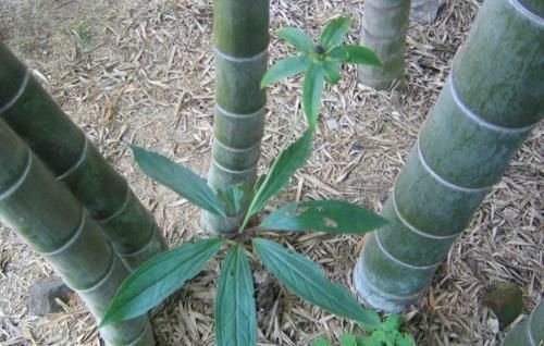 紫河车|挖掉竹笋,也别伤到它,目前400元一公斤,野生不好找