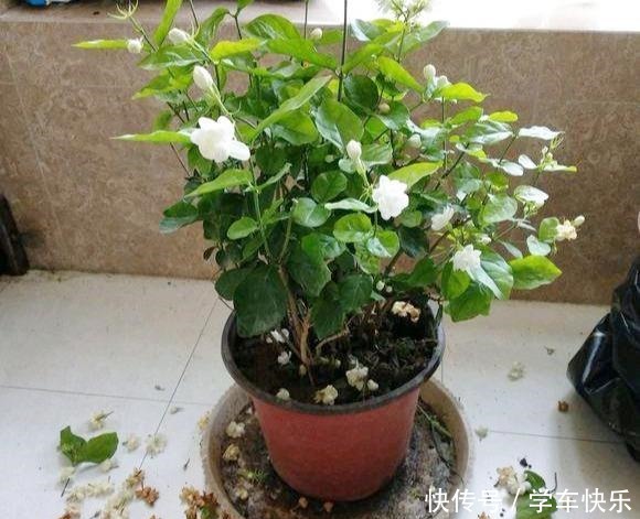 5种盆栽最怕冷,秋末赶紧搬屋里,不然冻成一坨“鼻涕”!