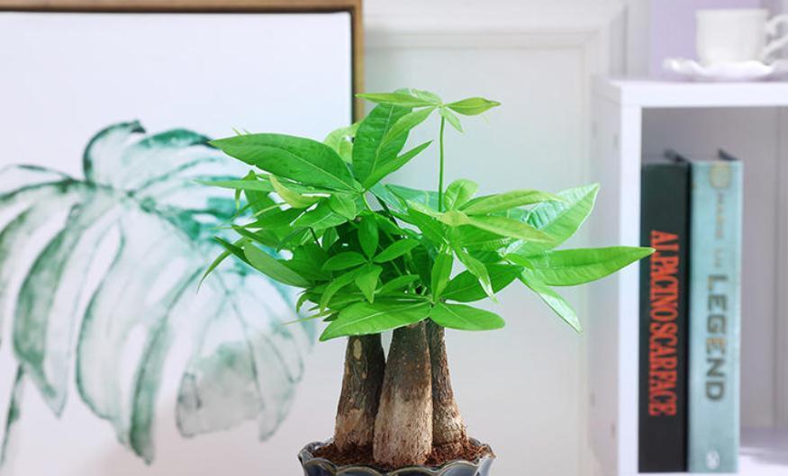 财树|冬季养护发财树,掌握越冬“4要素”,抗寒性增强,减少伤亡