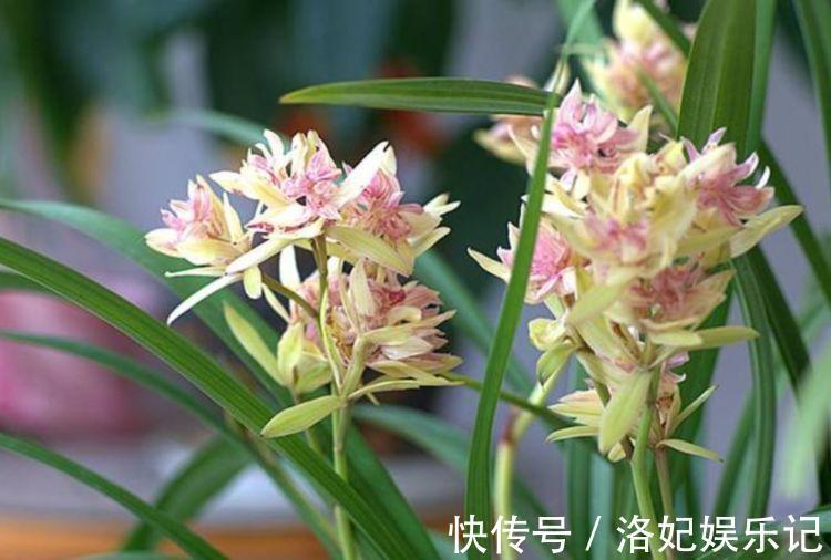 家养4种花，不仅名字好听，花也漂亮，姿态优美，韵味十足
