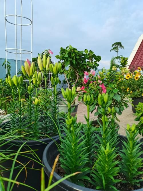 有院子别犹豫,现在开始规划养花,4、5月就能花开满园