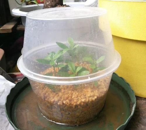 存活率|养花扦插育苗,用它催根,存活率太高,家里都摆不下了!