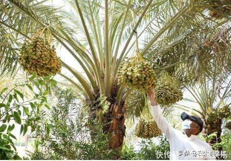 叫枣不是枣,产量奇高且比红枣甜,外国人当主食,国内却很少人种