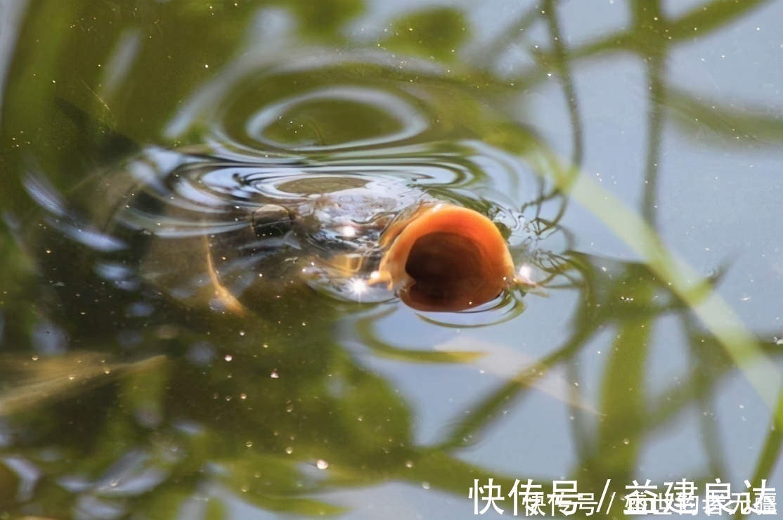 钓法|四种钓鱼常见手法,钓鱼老手会3种以上,你会几种?——盛世三渔